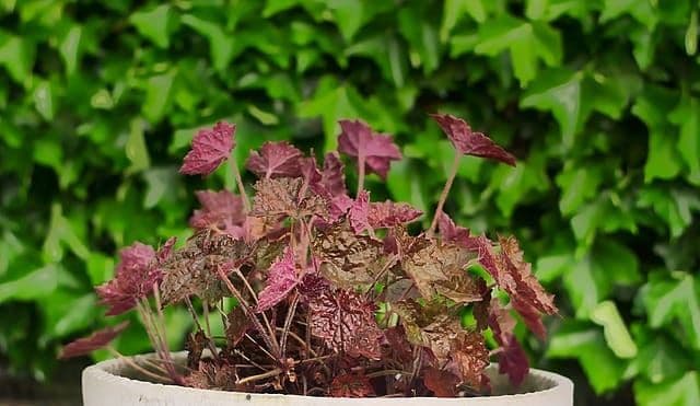 Low-Maintenance Potted Plants Under Your Pergola